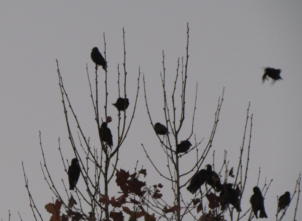 Variation 3